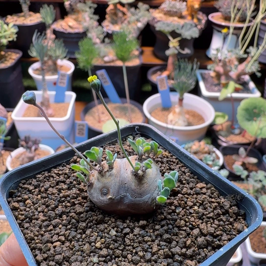 格加厚墩菊061 仙人球
