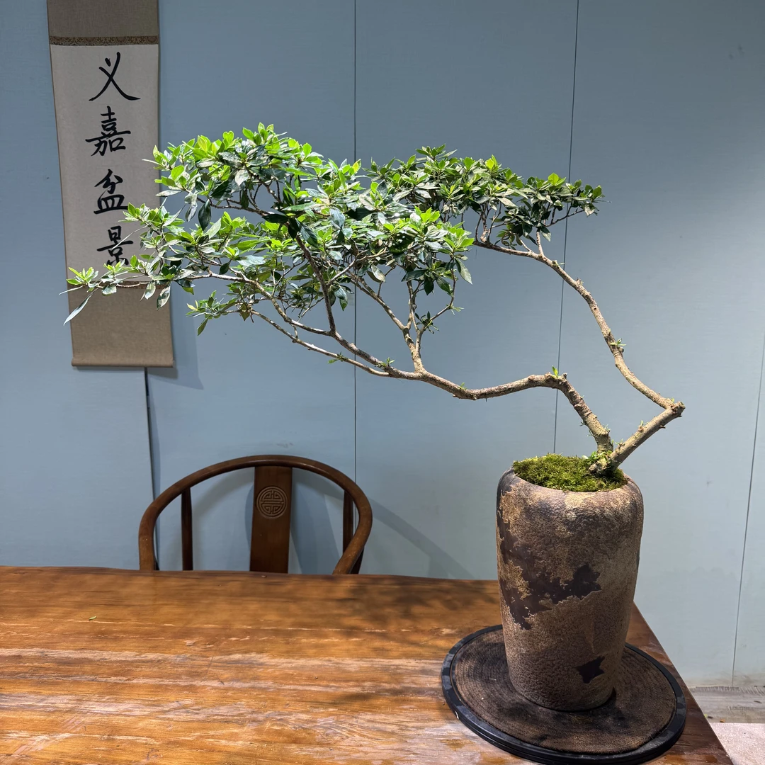【义嘉盆景】海岛栀子花 一物一拍
