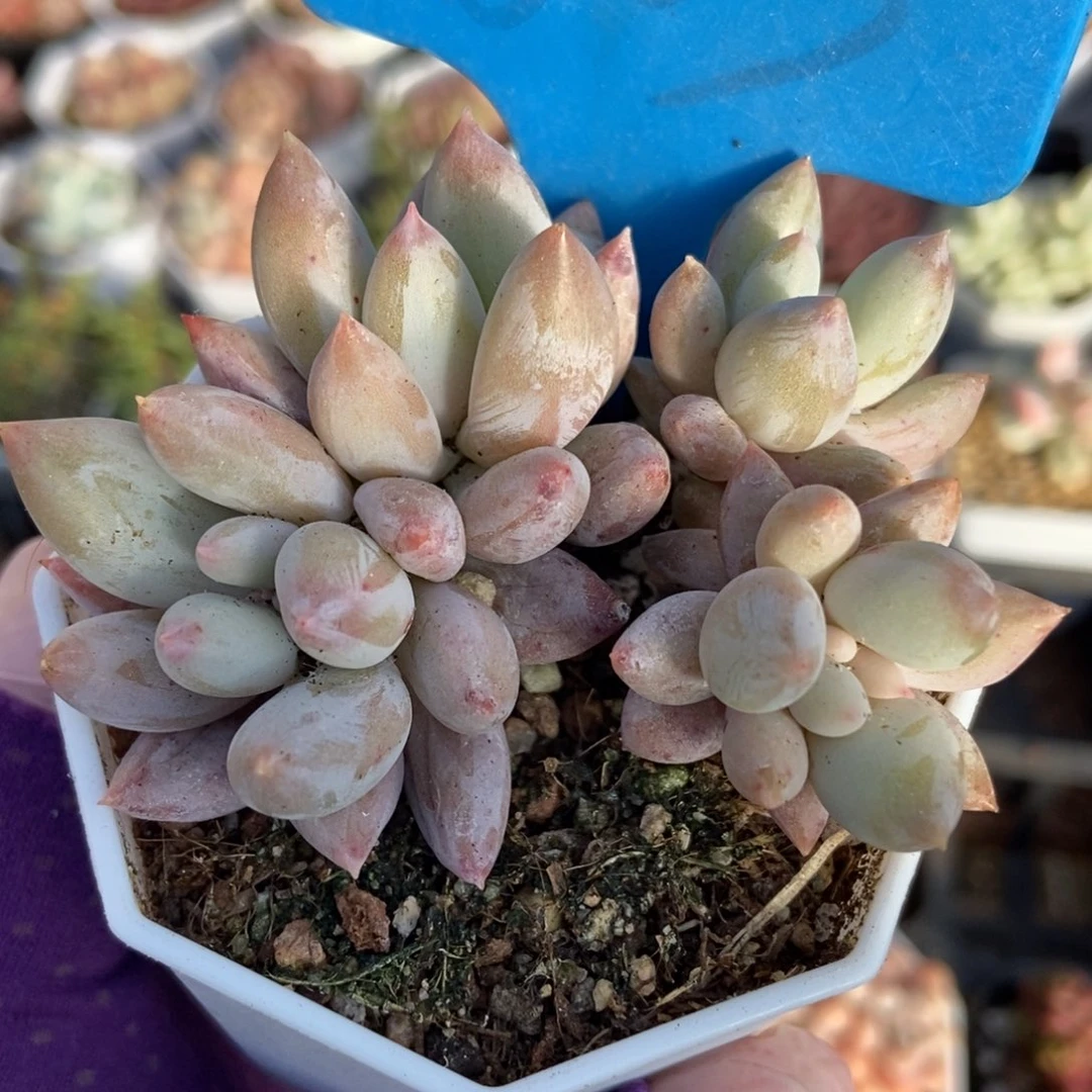 803所罗门多肉植物保护