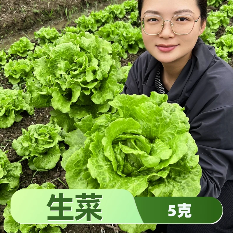 意式生菜种子耐热耐寒型奶油生菜品质高生长期短全国阳台庭院种植