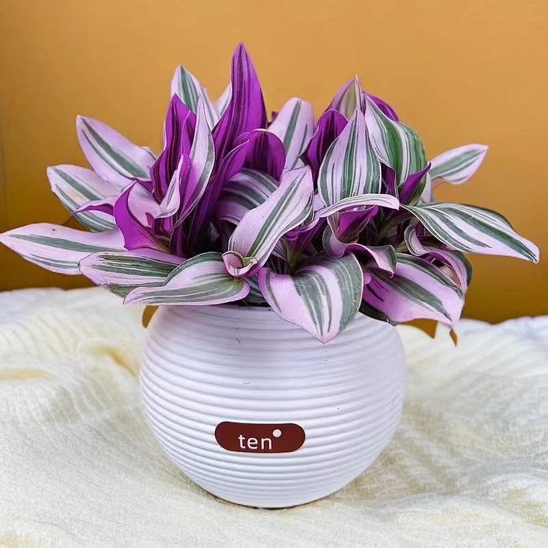 油画婚礼三色懒人进口吊兰易爆盆好养活吸甲醛室内办公多肉植物