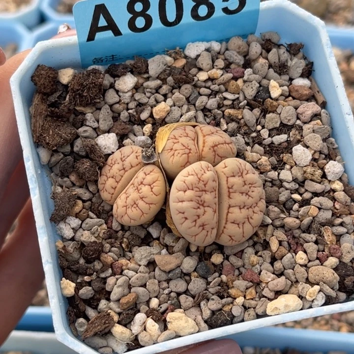 8085三头向日葵一颗