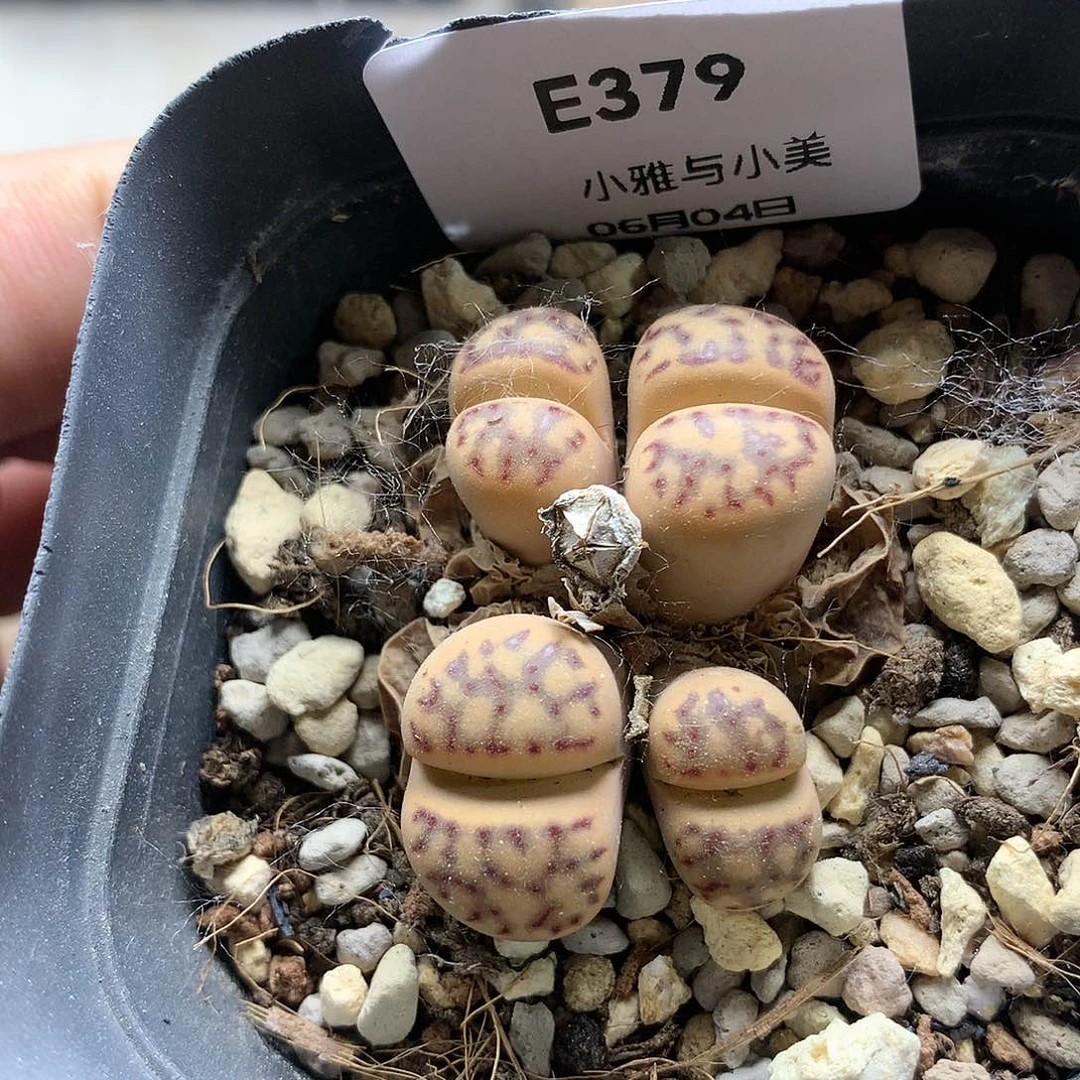 E379多肉植物保护