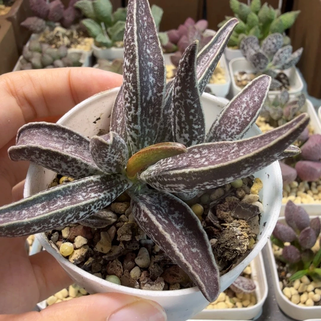 白孔雀水泡多肉肉肉