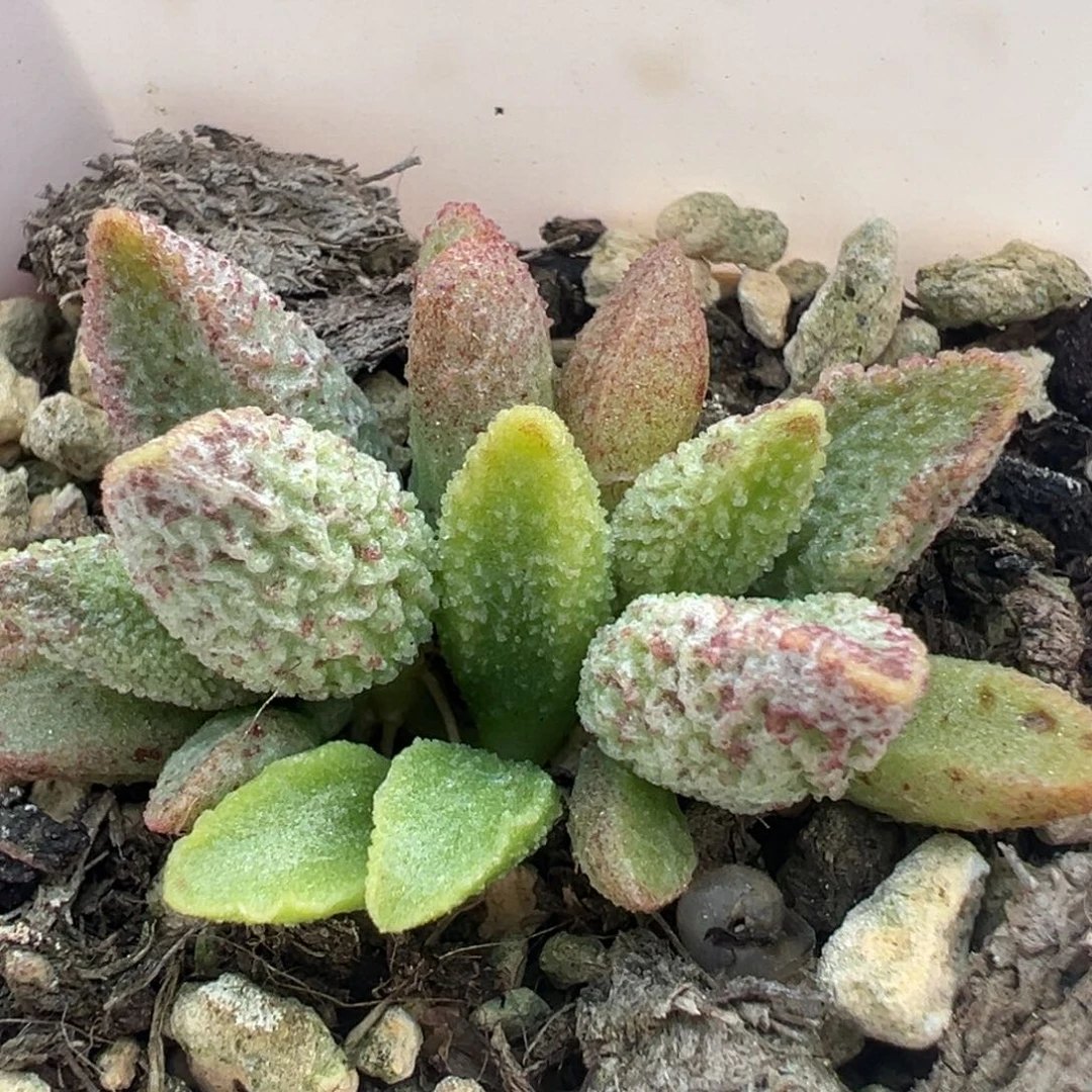 Y*r七彩仙女多肉植物水泡