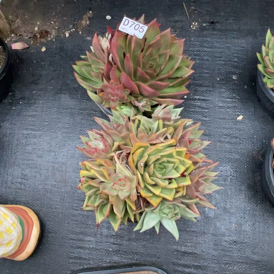 若如东云单拍D705