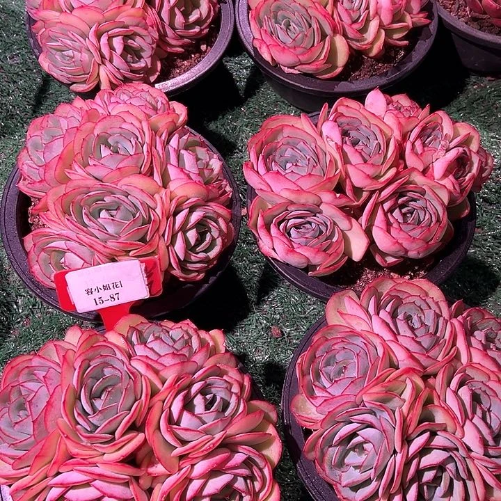 15.87牡丹亭带盆一个多肉