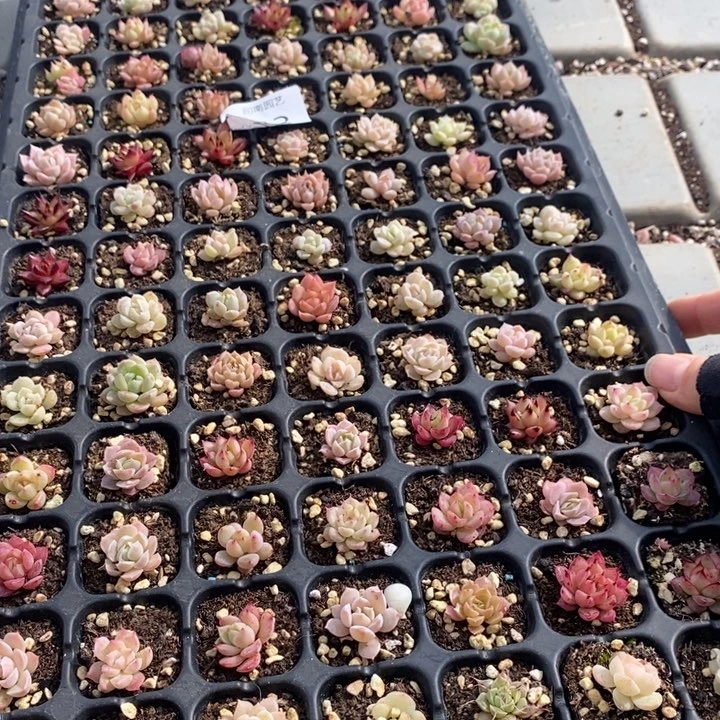 93 多肉植物盆栽花卉