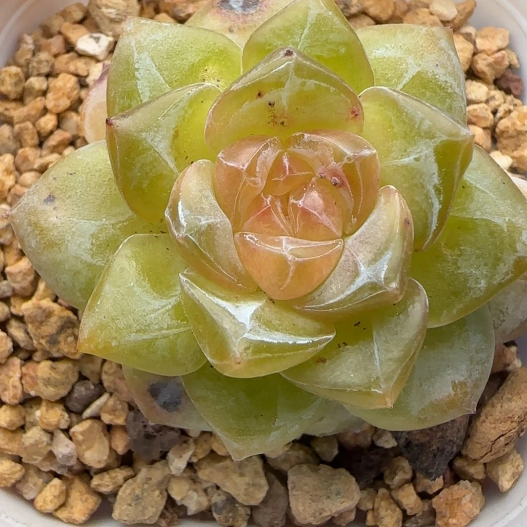 【满29包邮非偏远】685开播福利