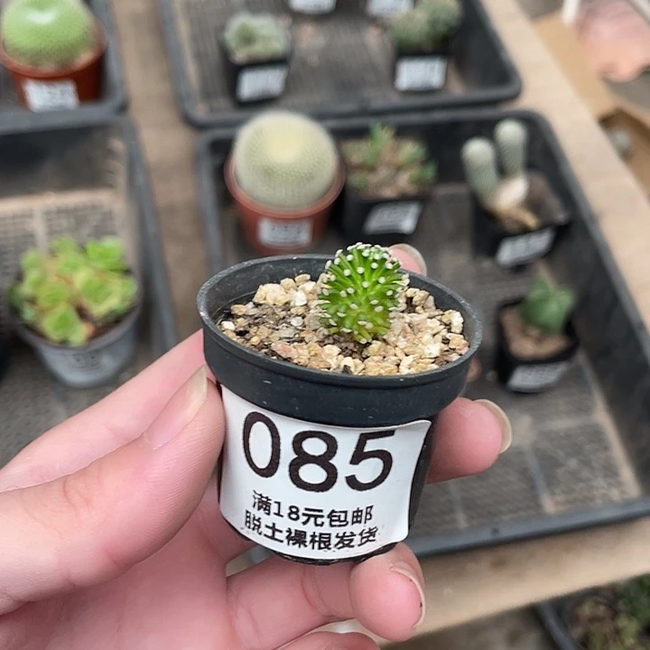 85松针（满18包邮）