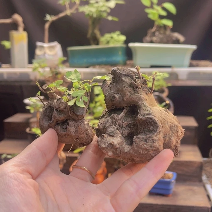 当前无花朵，栽培后可花朵