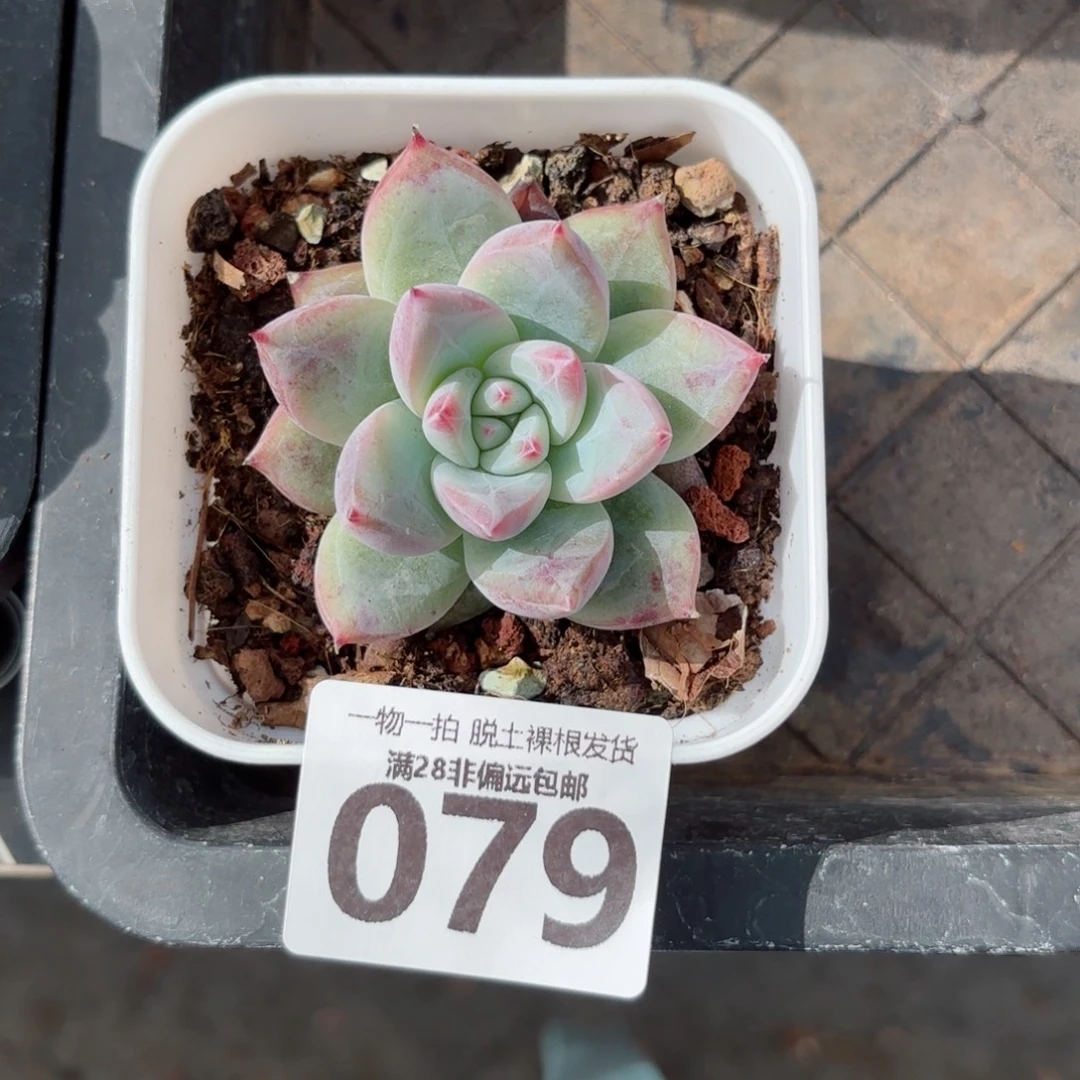 祖母绿无盆土发货