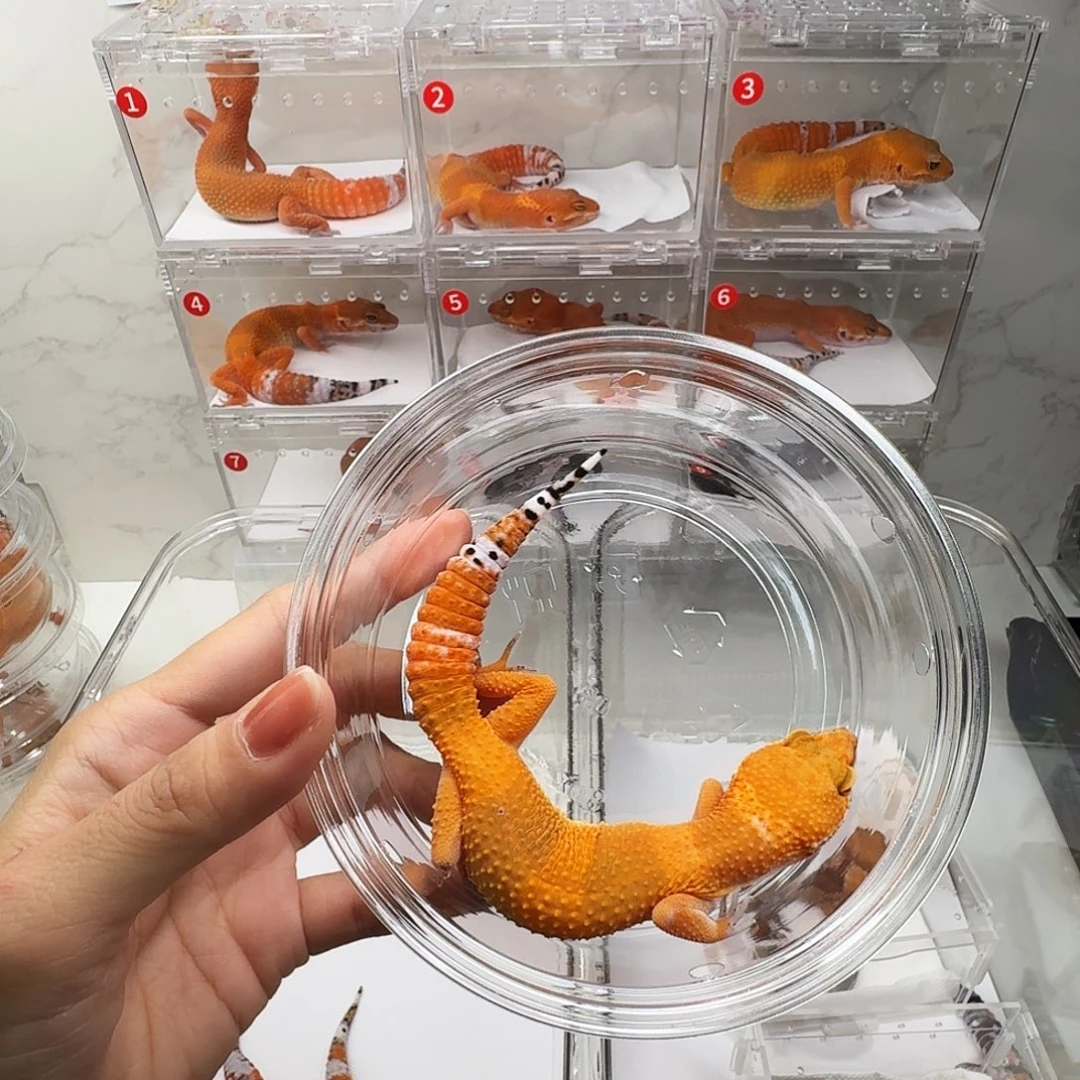 豹纹守宫血蜜橘母