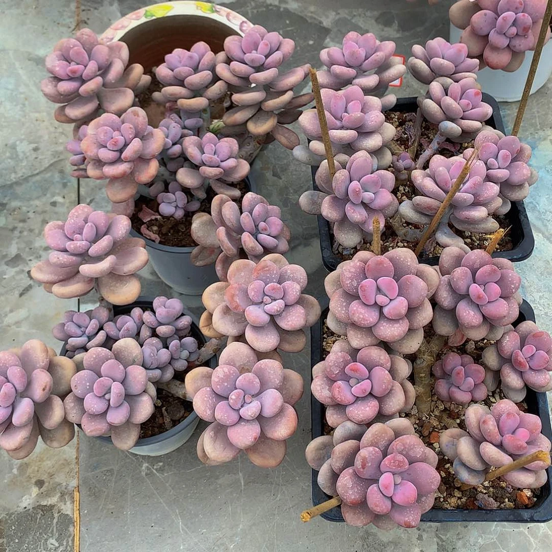 阿***宝一物一拍拓土发货