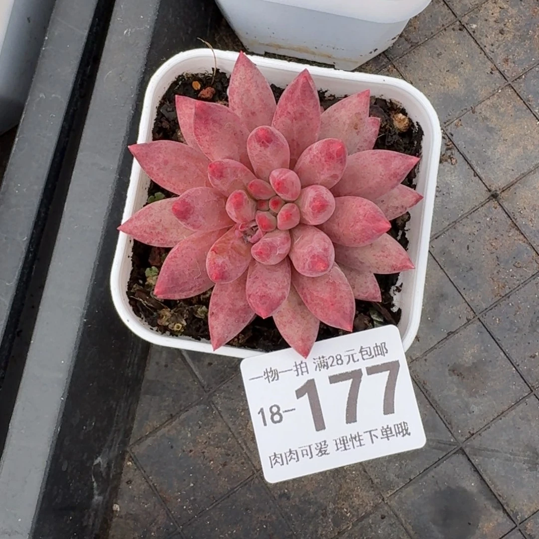 金鱼姬无盆土发货无