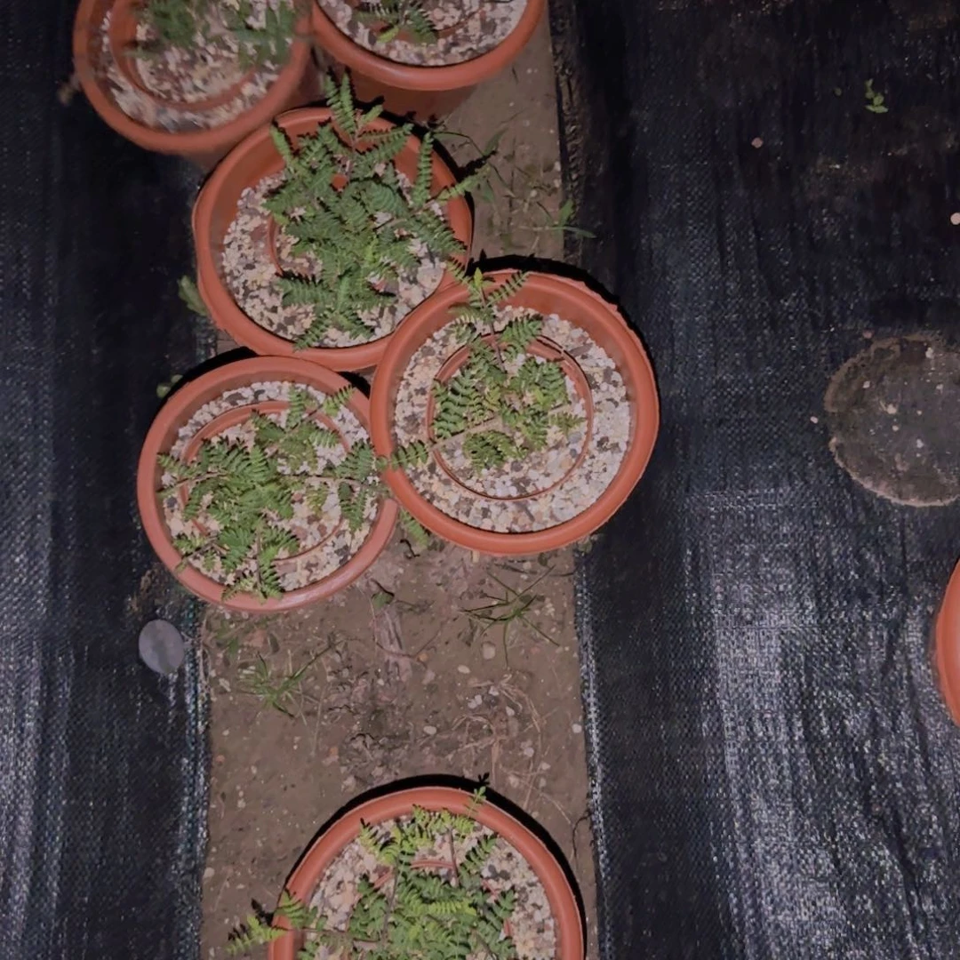 块根植物块根植物