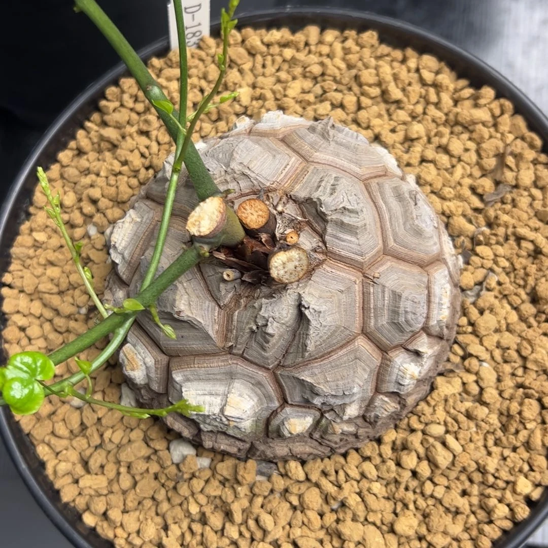 精品盆栽养定的龟甲龙1832号