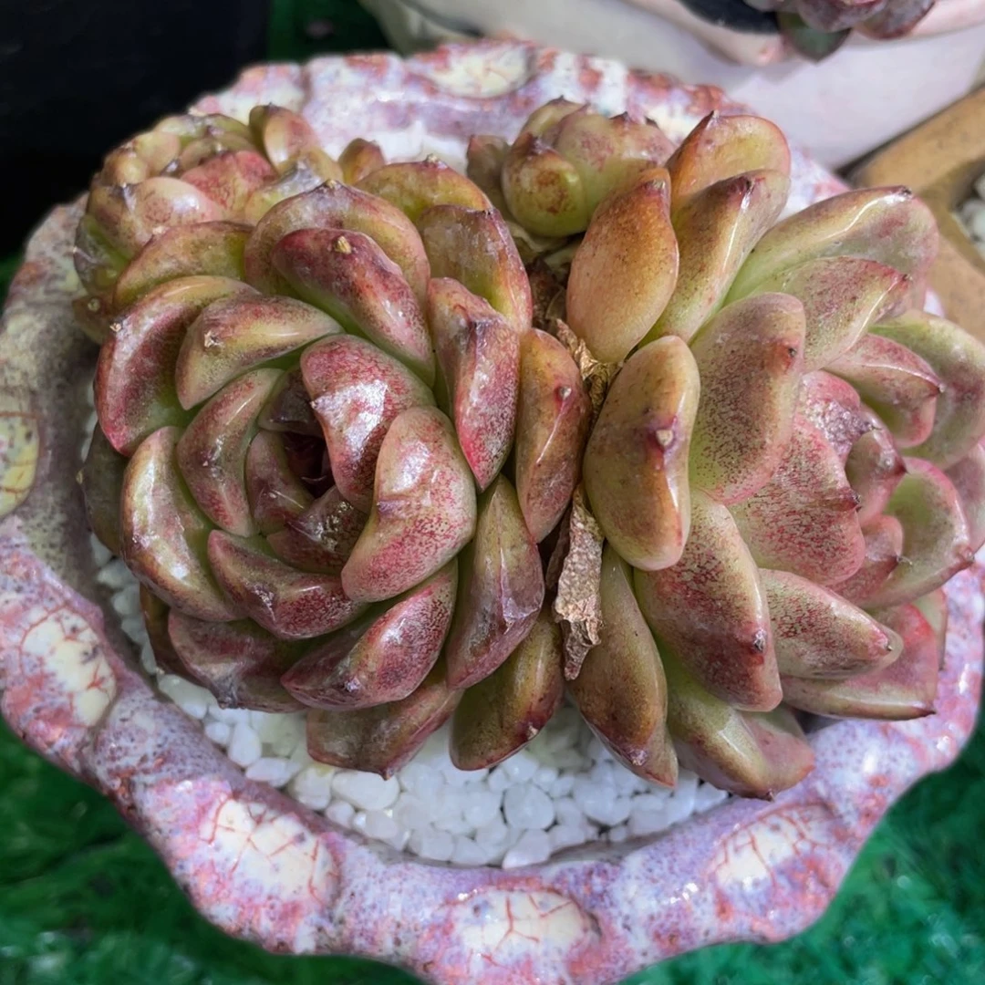 多肉植物盆栽多肉
