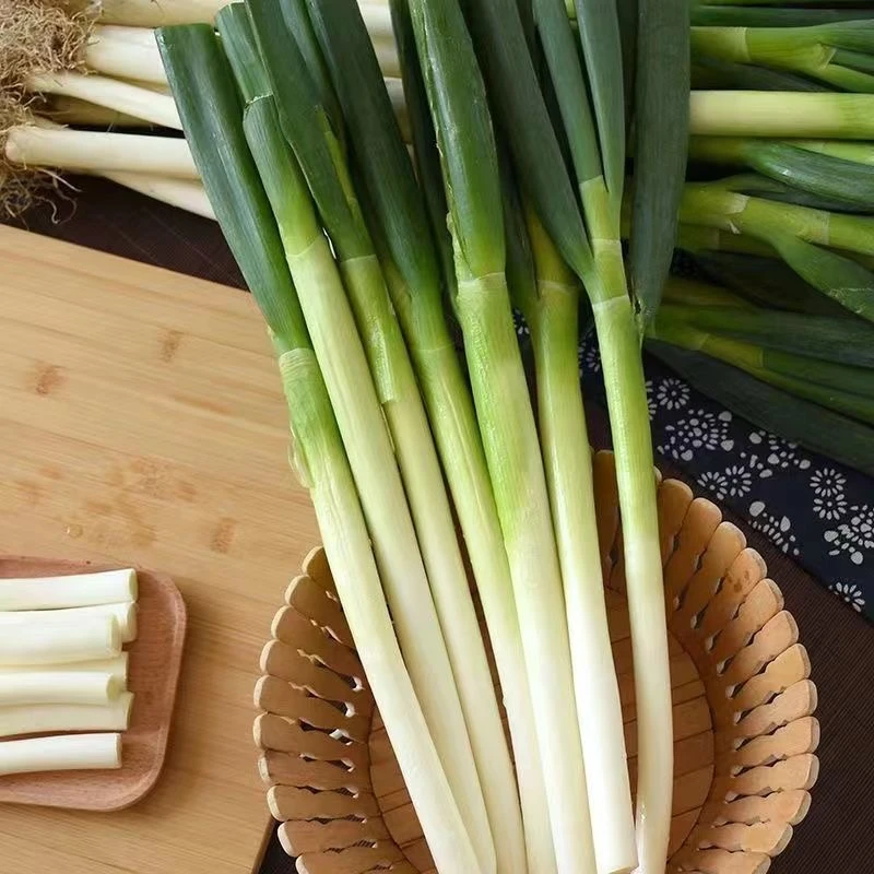 正宗山东大葱新鲜现拔原生态炒菜生吃甜脆农家大葱好吃