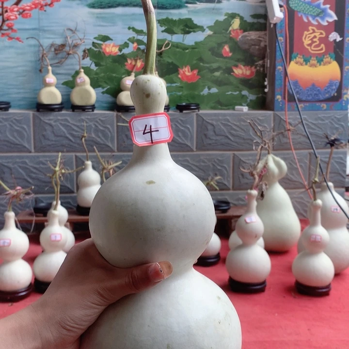 时***酒中号尺寸的，中号尺寸