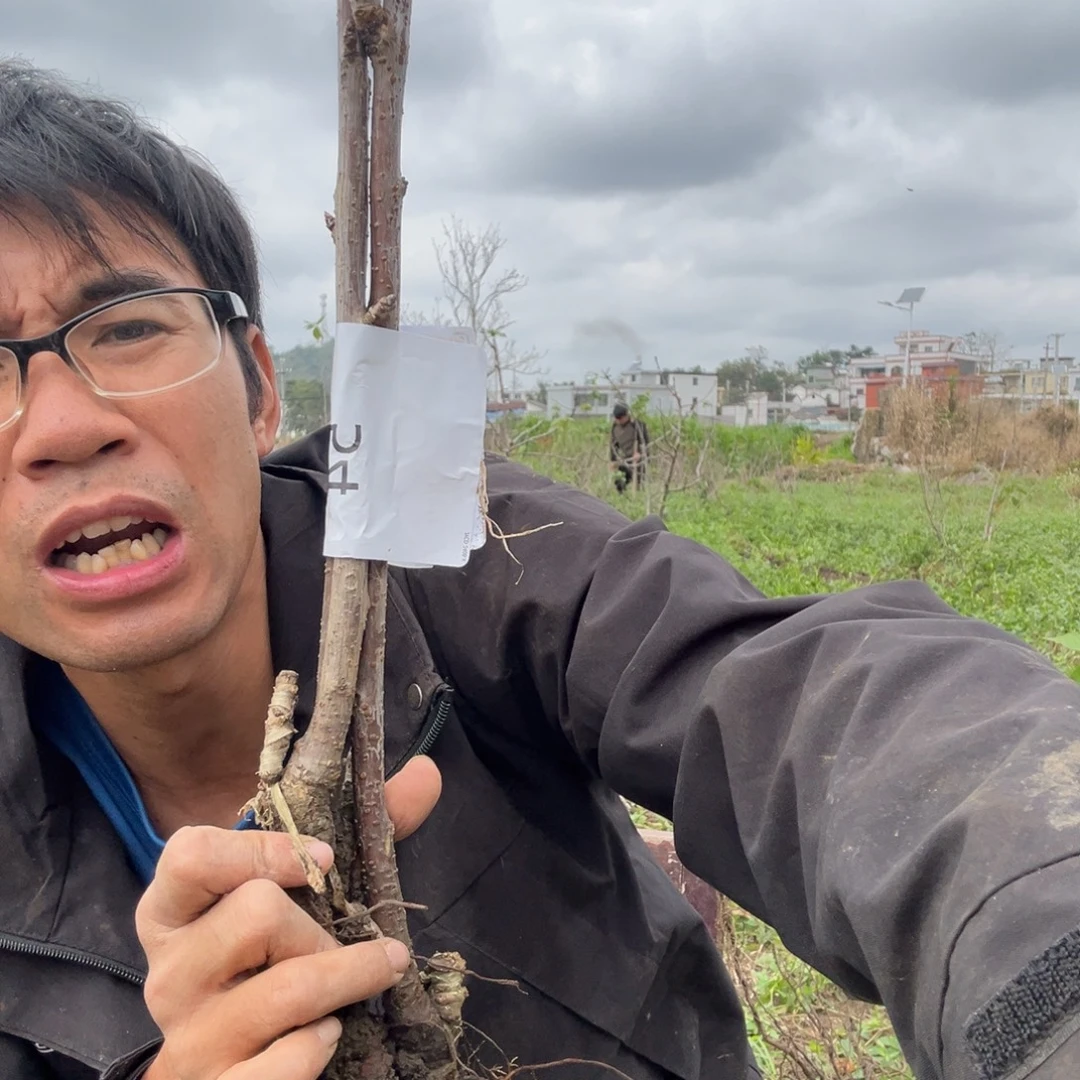 当前无花栽培后可以开花54 根少不包活