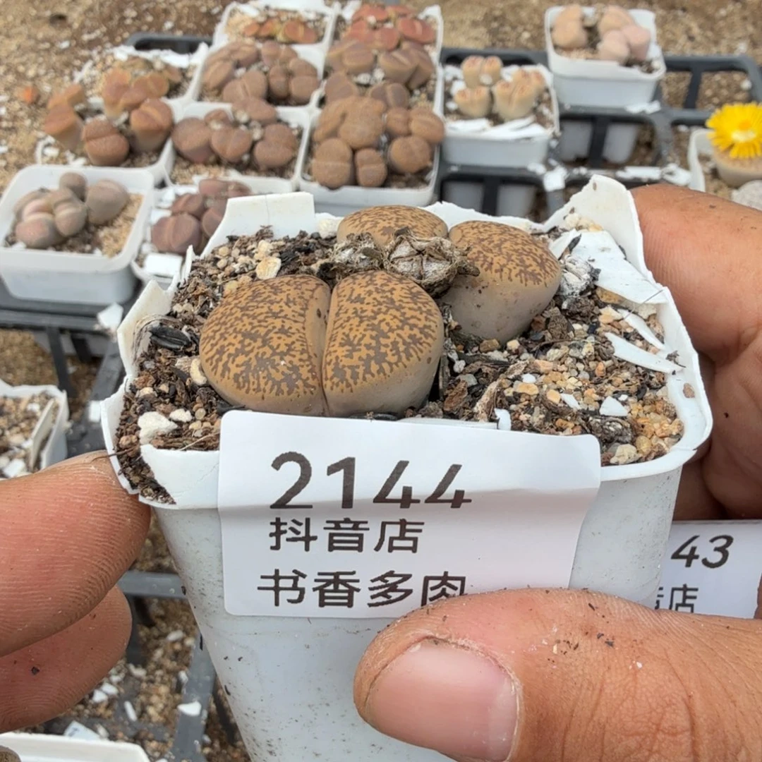 花****多肉。