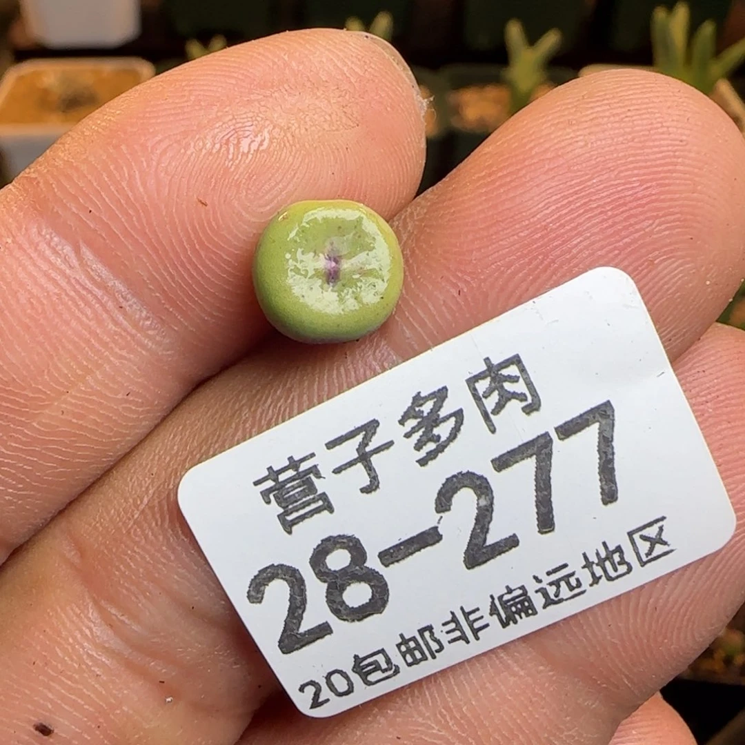 团***鸟     1380B.