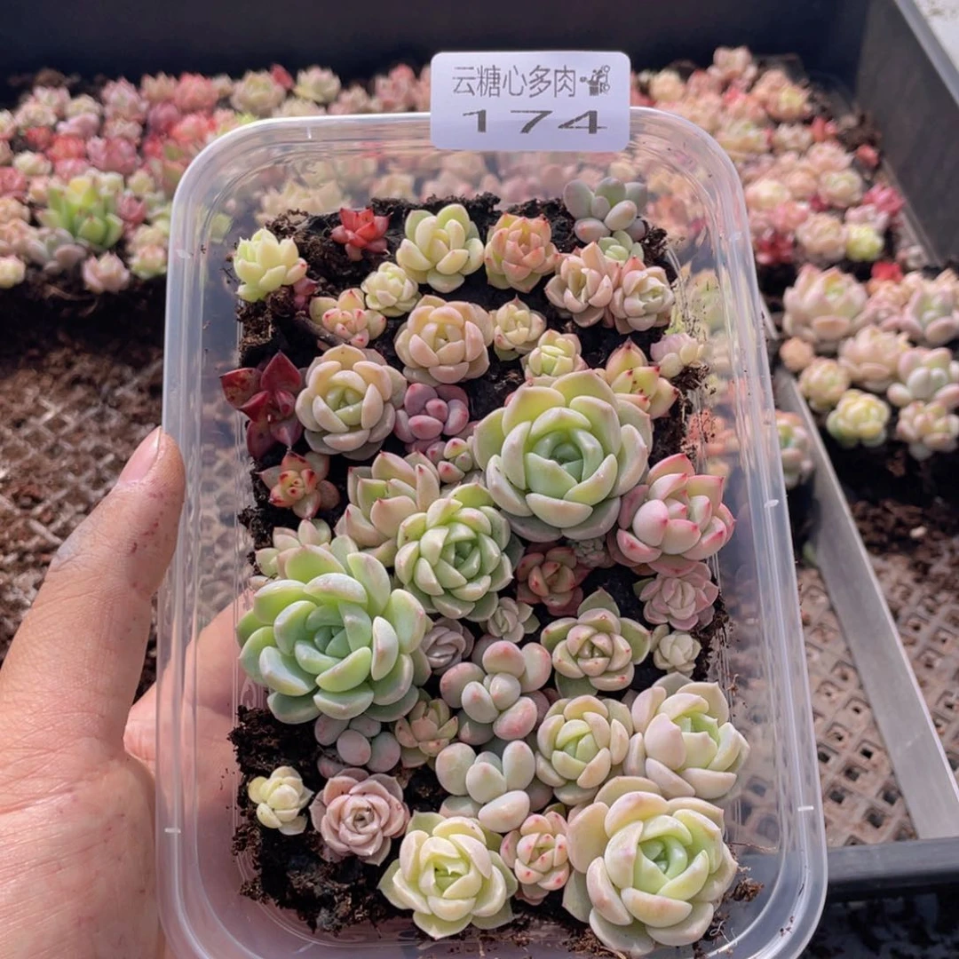 云糖心多肉植物174