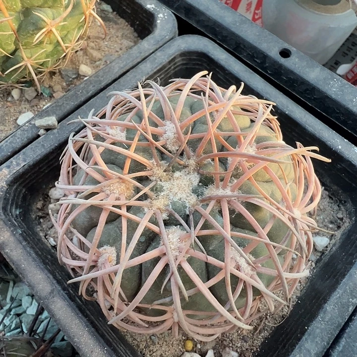 伏刺天平。 苗接落地自根出根芽。