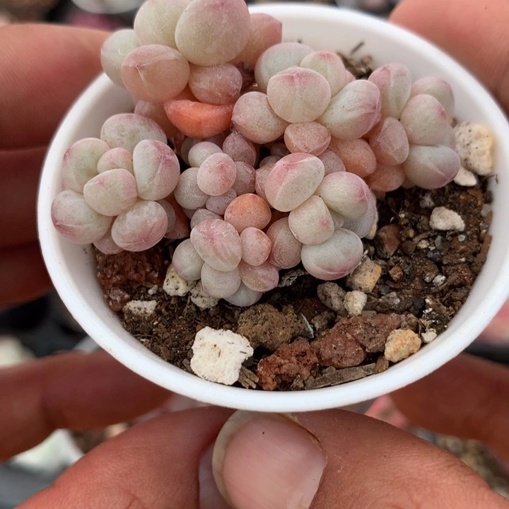 泡泡糖多肉一物一拍