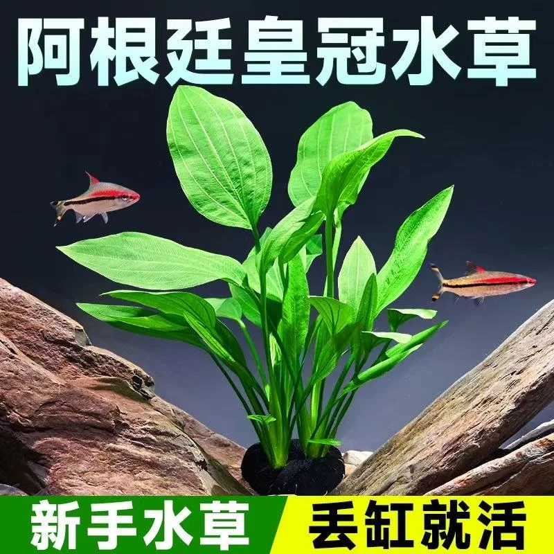 【直播福利】阿根廷皇冠大坨草 挺水净水水草