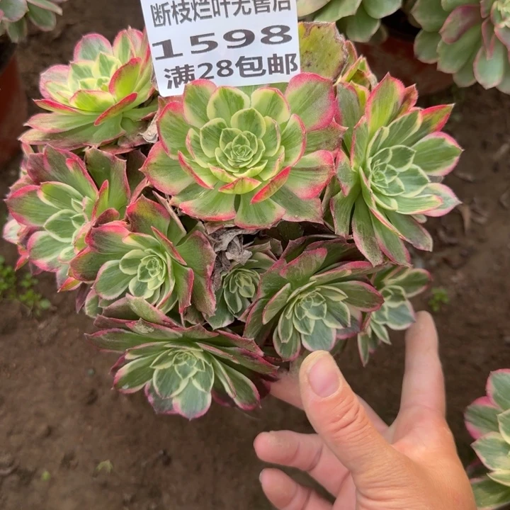 1598二号棚水蜜桃B