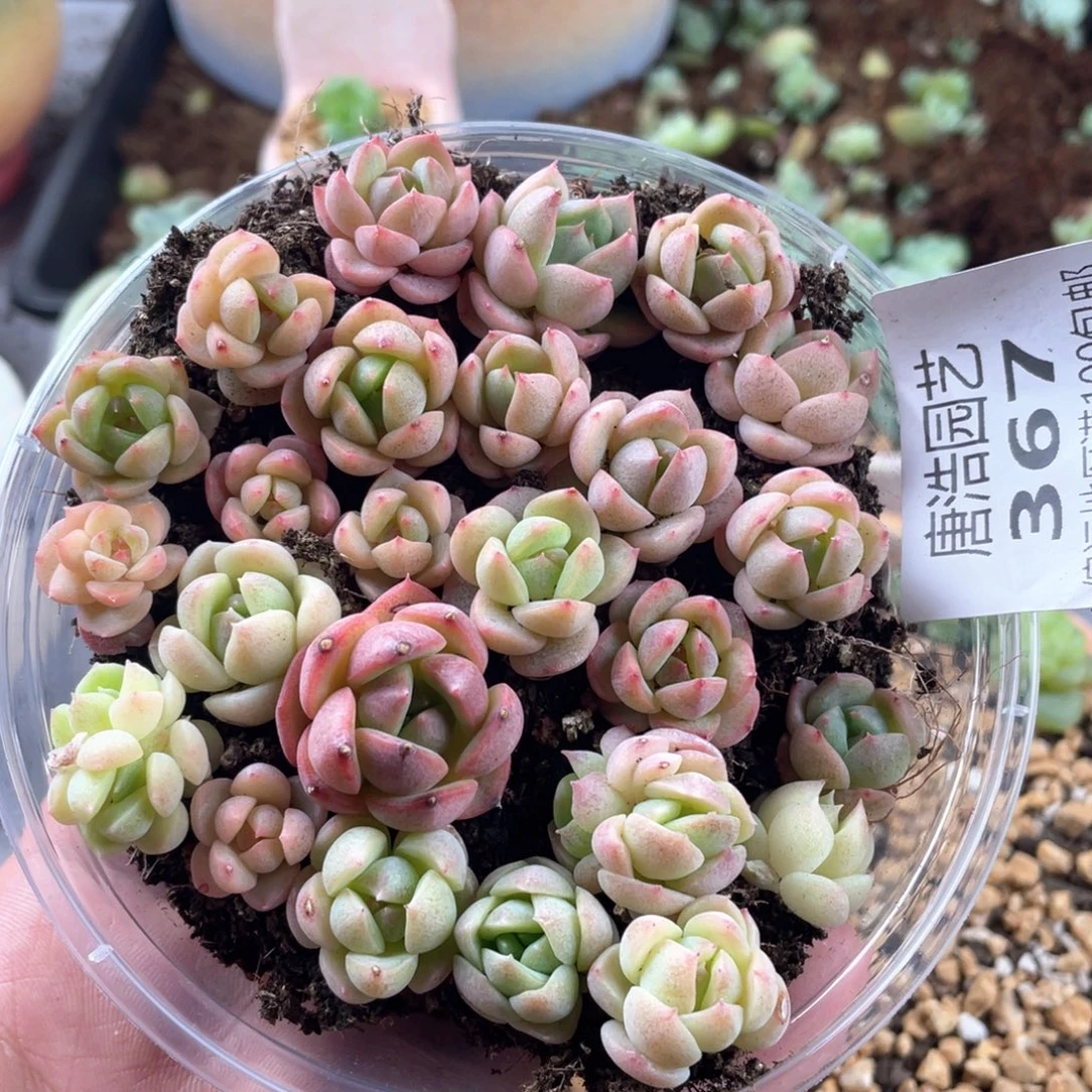 子播苗一物一拍367