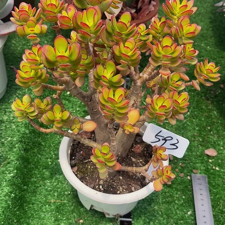 姬红花月593丽娟花卉