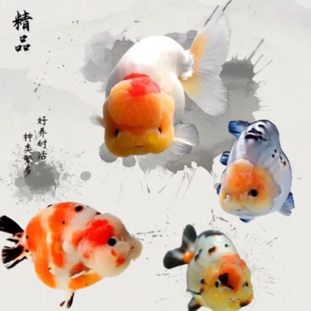 【兰寿金鱼】4-6厘米21尾精品观赏鱼好养耐活包邮不支持指定