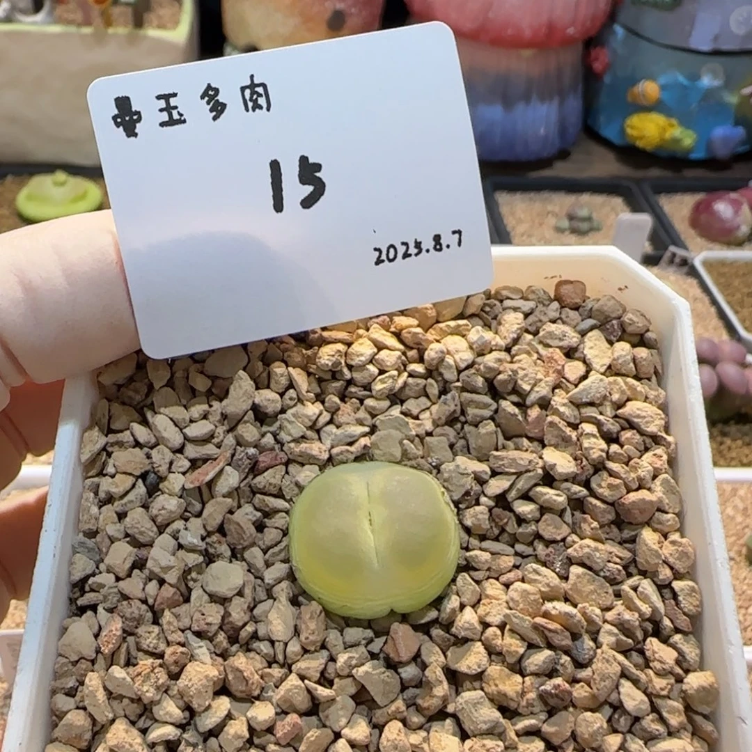 温***兩多肉多肉多肉8.7-015
