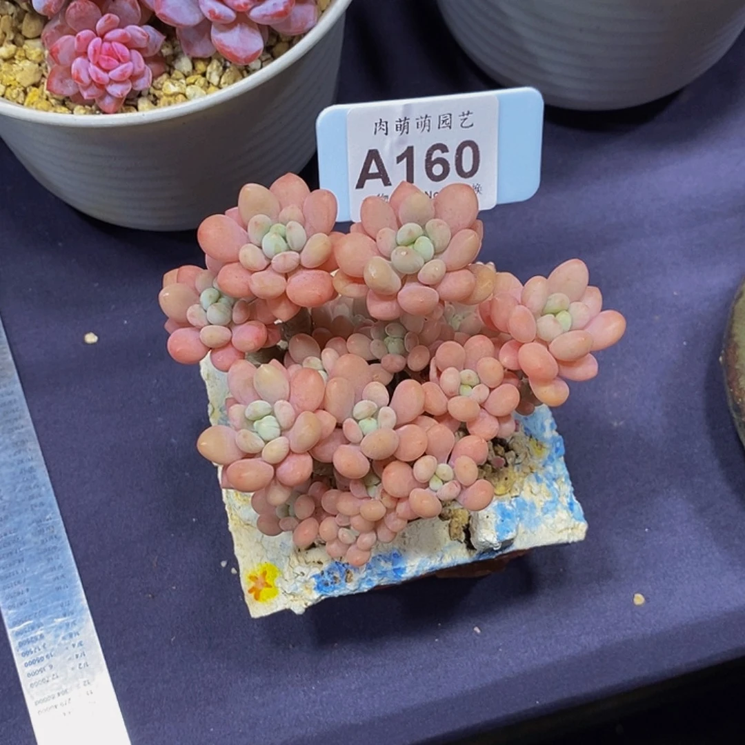 困***熊A160洛可可多肉土球发货