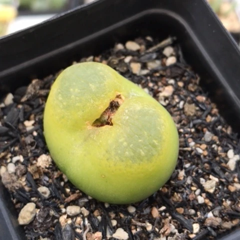 多肉肉锥 3.6Cm 荧光蟠桃