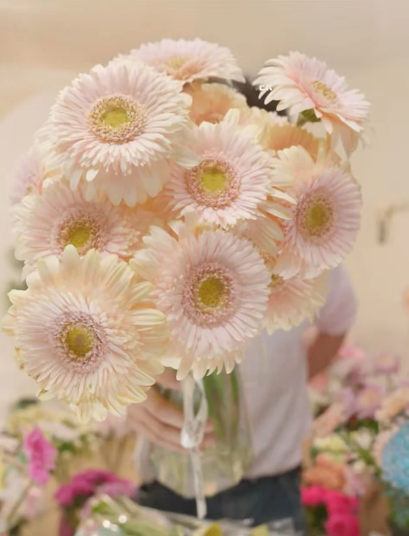 【花汀私享】15支甜心粉黛-非洲菊