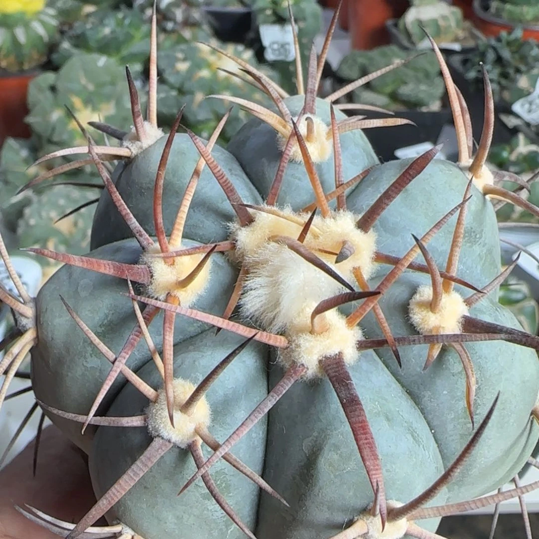 【闪购商品】大雷帝708