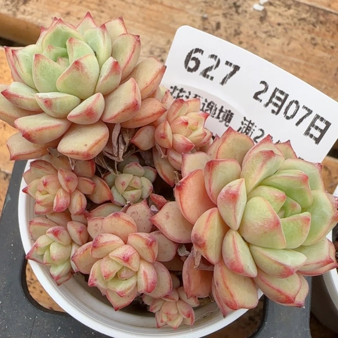 花语逸镜0207-627