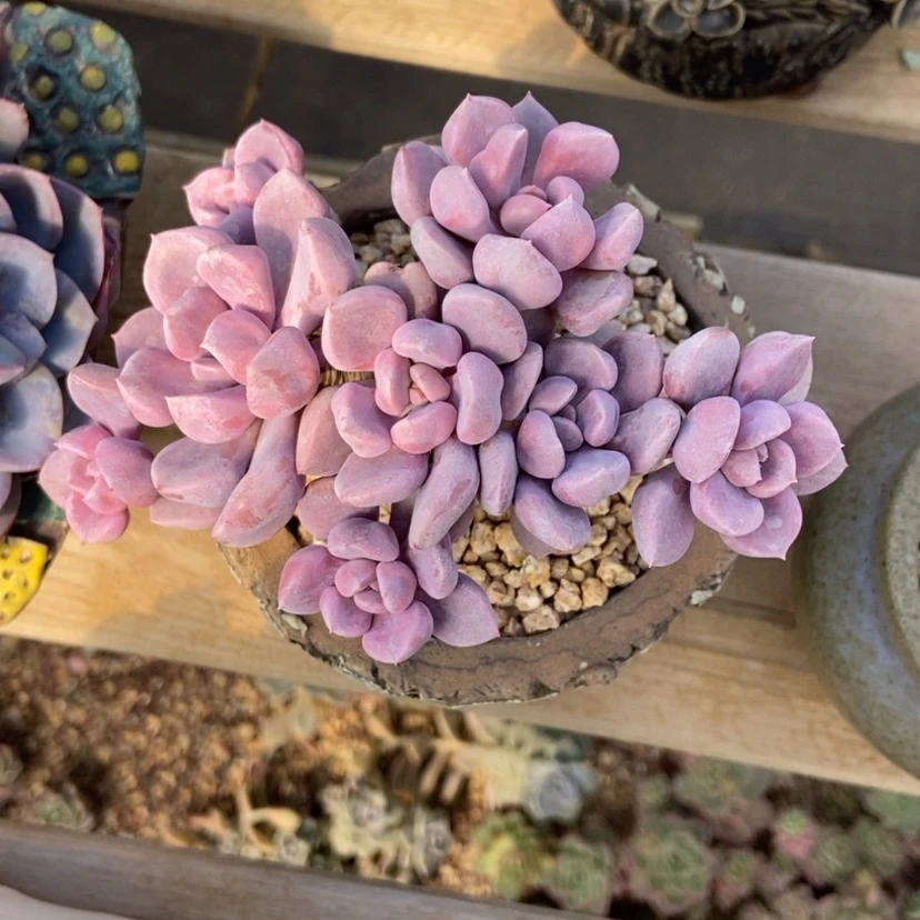 【闪购商品】丘比特