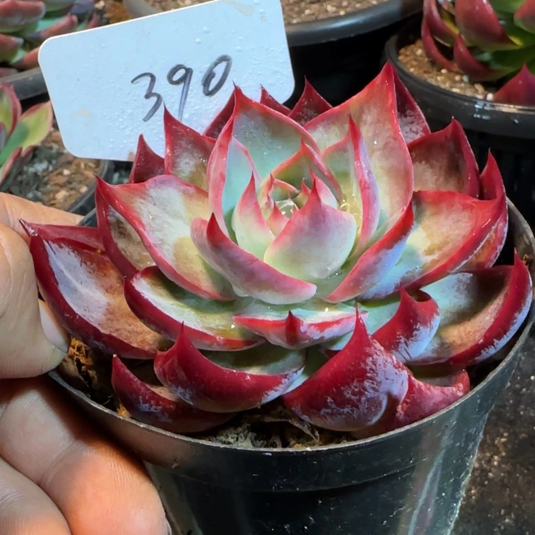 390 惊鸿一物一拍包装收缩花旱