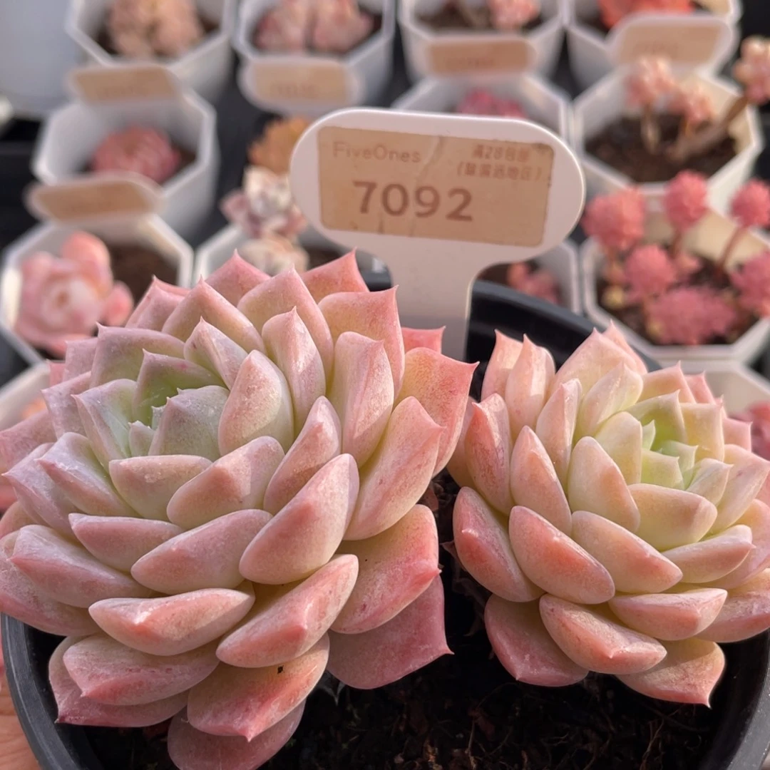 纯爱7092-11.5厘米