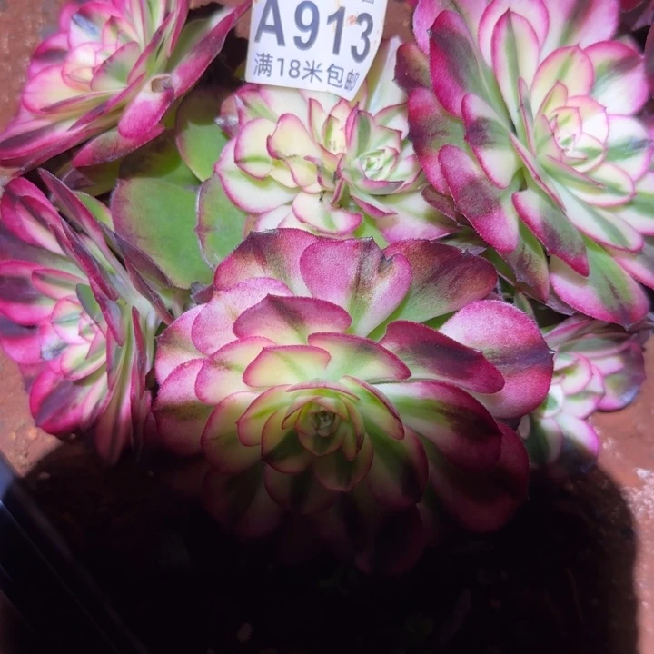 多肉法师塔波福利