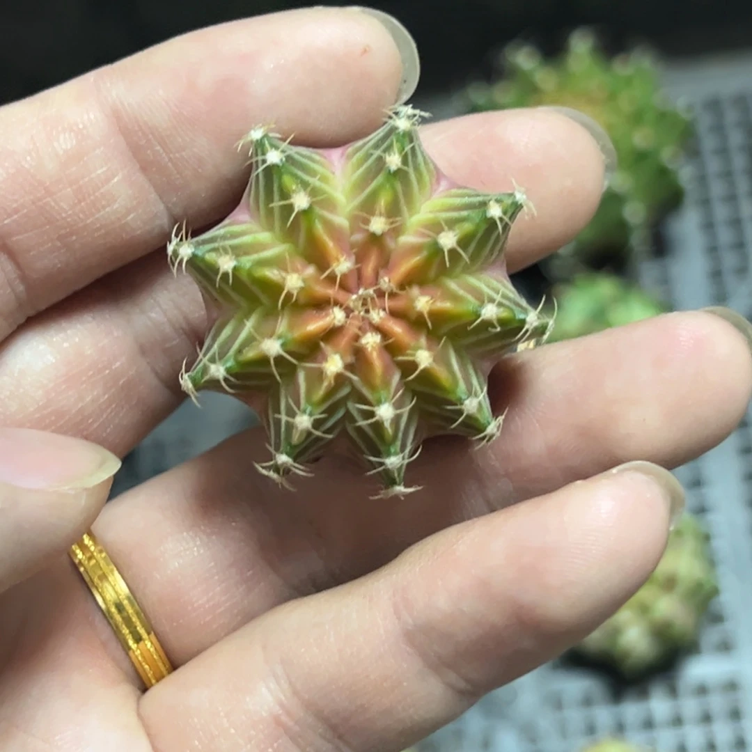 实生轮回脱土发货20