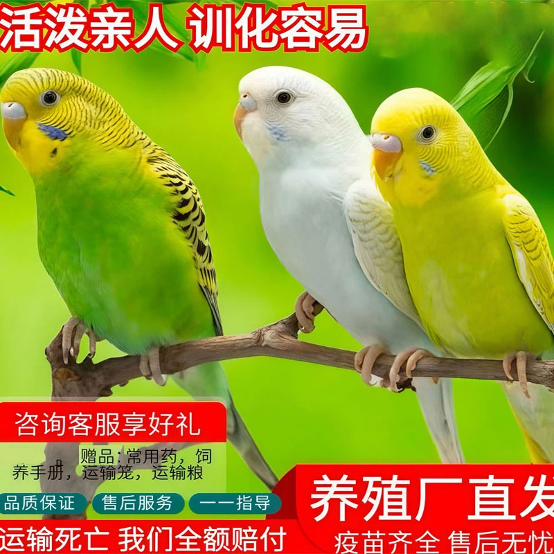 虎皮鹦鹉活鸟手养宠物鸟可上手亲人适合家养观赏