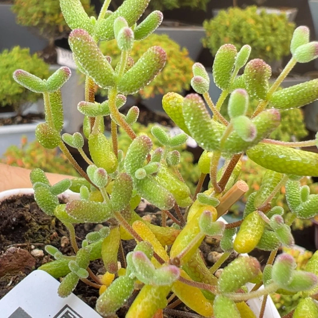 【闪购商品】dy6696实生糖球冠幅5cm