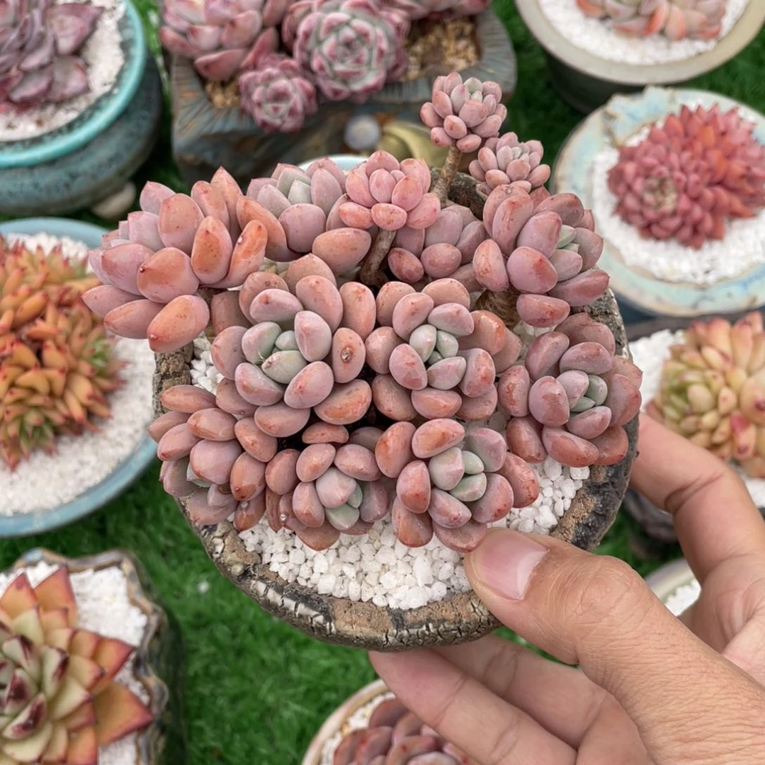白鹭多肉植物多肉