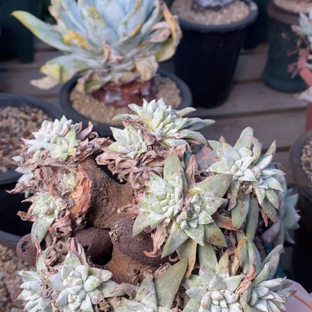 2150苹果叶杂哈哈哈哈哈哈哈哈哈哈哈哈